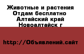 Животные и растения Отдам бесплатно. Алтайский край,Новоалтайск г.